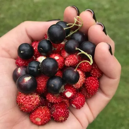 Holiday Wild Strawberry בית נופש *