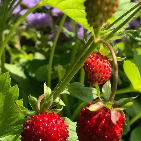 Holiday Wild Strawberry בית נופש